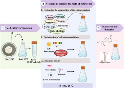 Advances in biosynthesis and metabolic engineering strategies of cordycepin